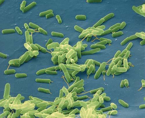 Bakterie i grzyby w powietrzu biurowym